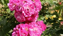 Rosa (Kletterrose) 'Perennial Blue'