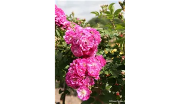 Rosa (Kletterrose) 'Perennial Blue'