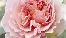 Rosa (Strauchrose) 'Mein schöner Garten'®