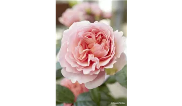 Rosa (Strauchrose) 'Mein schöner Garten'®