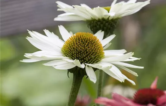 Echinacea purpurea 'Virgin'