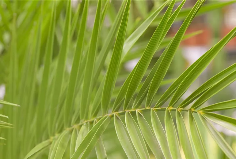 Phoenix canariensis