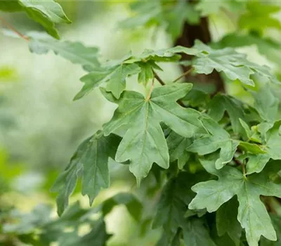 Acer campestre 'Elsrijk' Acer campestre 'Elsrijk'