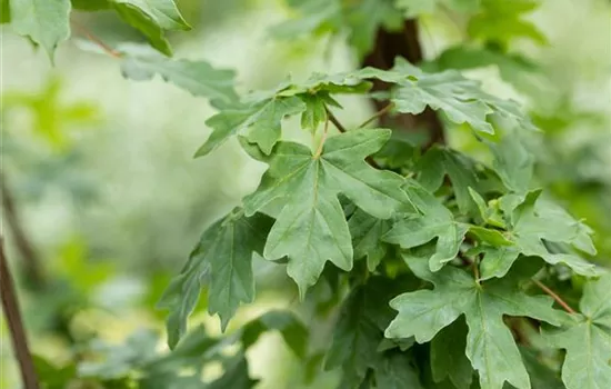 Acer campestre 'Elsrijk'
