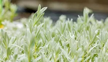 Filziges Hornkraut