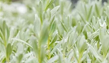 Filziges Hornkraut