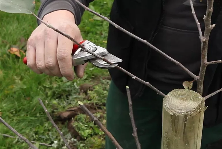 Apfelbaum - Pflanzschnitt (Anleitung - 3)