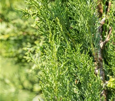 Cupressus sempervirens 'Pyramidalis'