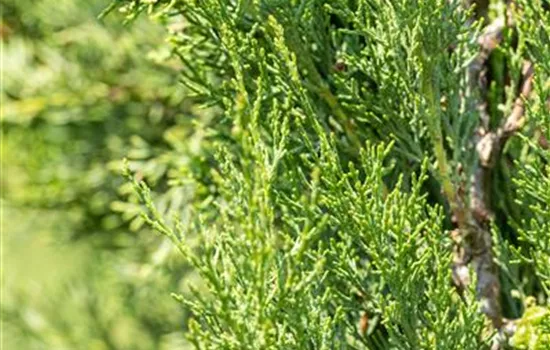 Cupressus sempervirens 'Pyramidalis'
