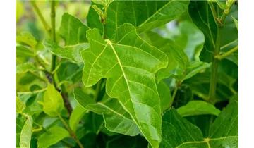Feigenbaum