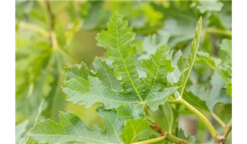 Feigenbaum