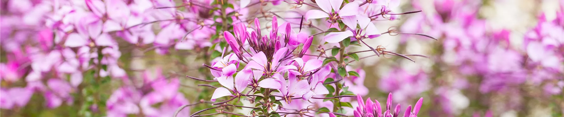 Cleome 'Señorita Rosalita'(s) Cleome 'Señorita Rosalita'(s)