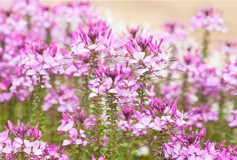 Cleome 'Señorita Rosalita'(s) Cleome 'Señorita Rosalita'(s)