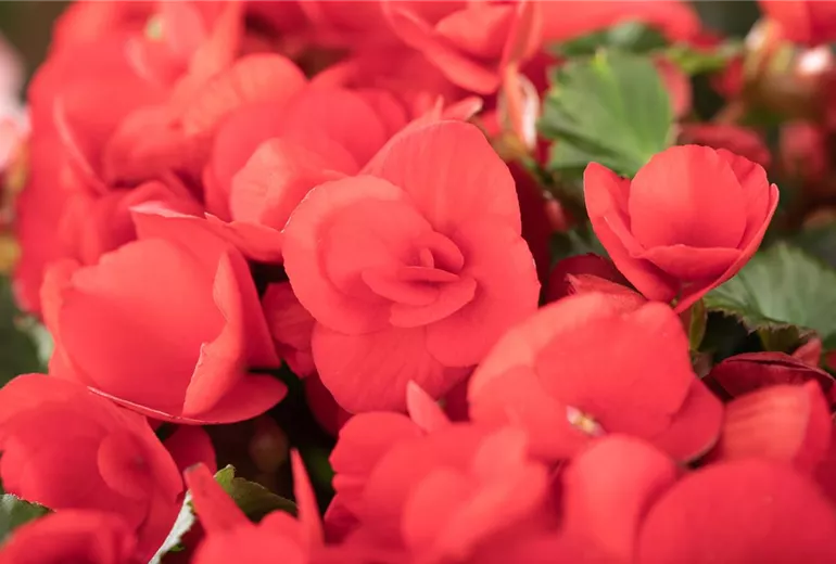 Begonia elatior, rot Begonia elatior, rot