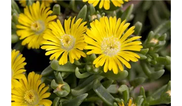 Mittagsblümchen
