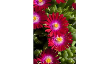 Mittagsblümchen
