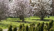 Magnolie