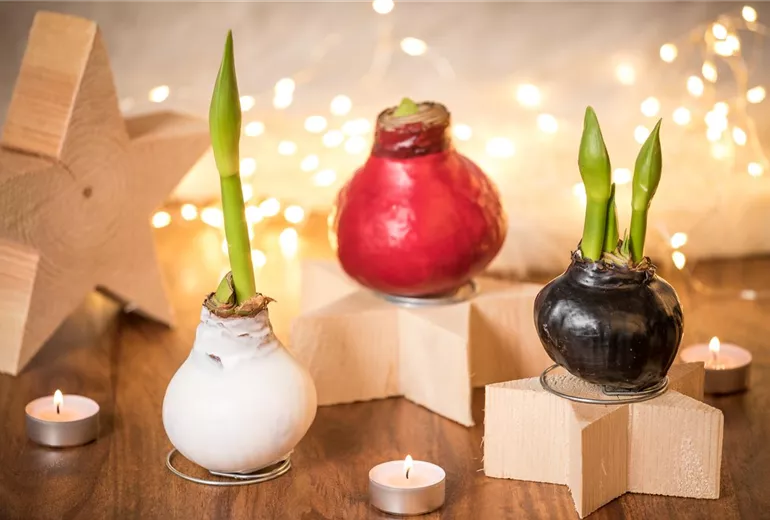 Hippeastrum Waxz®