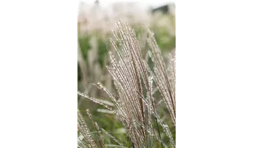 Eulalie, Chinaschilf