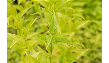 Goldmelisse, Indianernessel