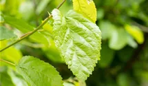 Weisser Maulbeerbaum