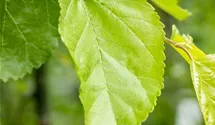 Weisser Maulbeerbaum