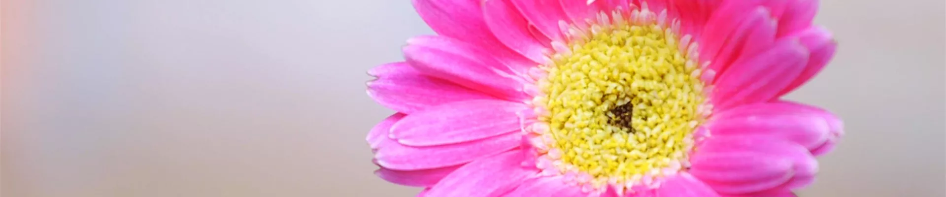 Gerbera -Einpflanzen im Garten (Thumbnail)