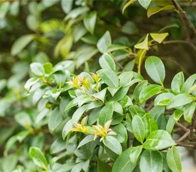 Osmanthus burkwoodii Schirm Osmanthus burkwoodii Schirm