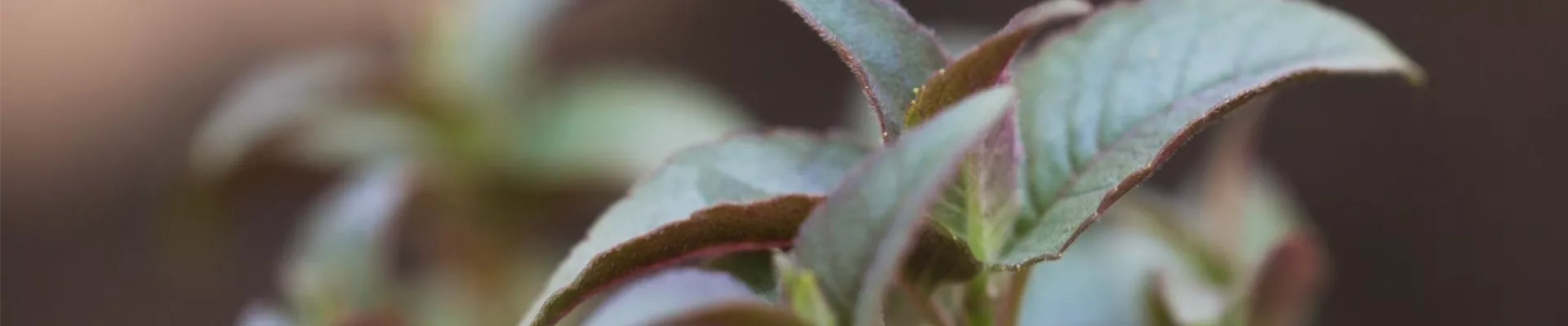 Minzblättrige Indianernessel (thumbnail)