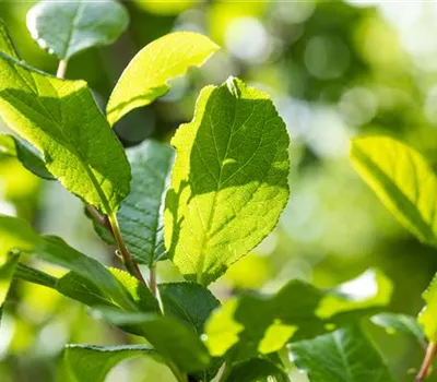 Prunus (Säulenpflaume) 'Top Hit'