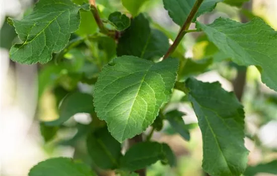 Prunus (Zwetschge) 'Tegera' (R)