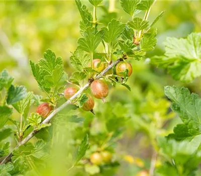 Ribes (Stachelbeere) 'Rokula'
