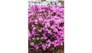 Rhododendron