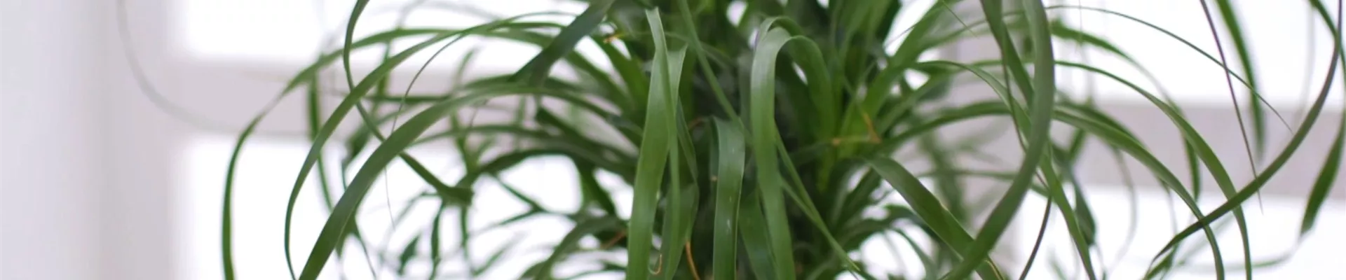 Elefantenfuss - Einpflanzen in ein Gefäss (thumbnail)