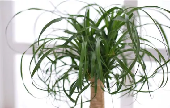 Elefantenfuss - Einpflanzen in ein Gefäss