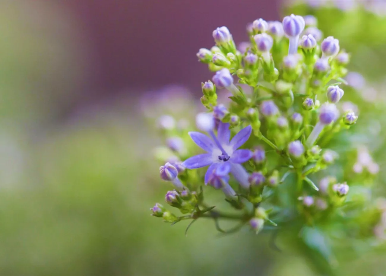 Blaues Halskraut - Einpflanzen im Garten