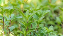 Rotes Seifenkraut