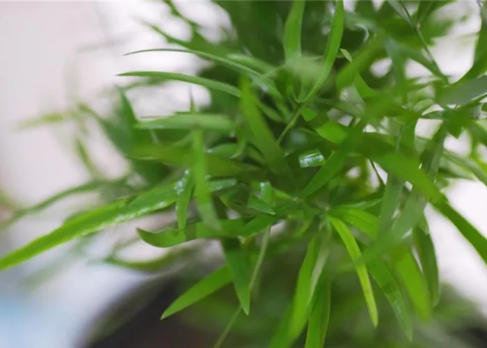 Zierspargel - Einpflanzen in ein Gefäss