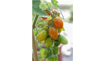 Tomaten