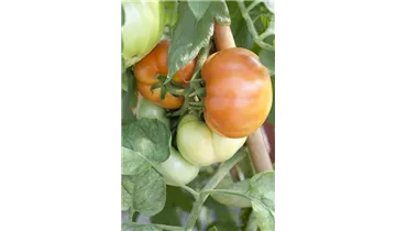 Tomaten