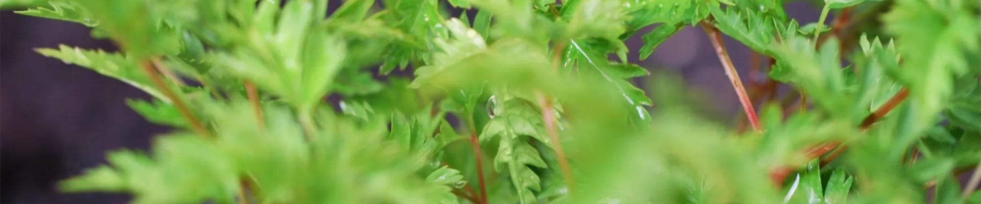 Geissbart - Einpflanzen im Garten (thumbnail)