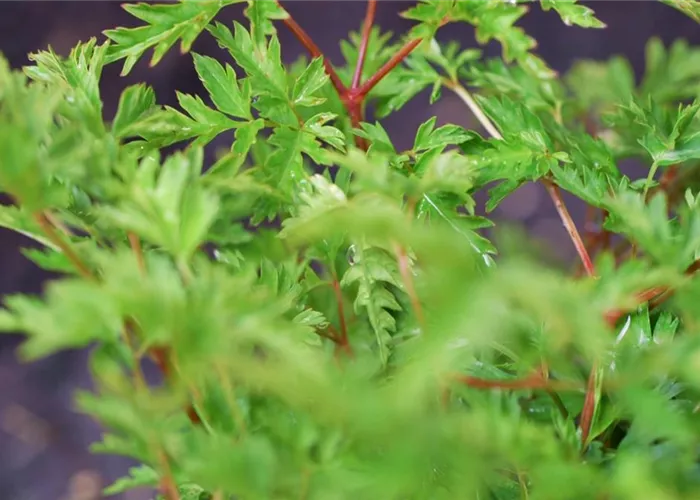 Geissbart - Einpflanzen im Garten