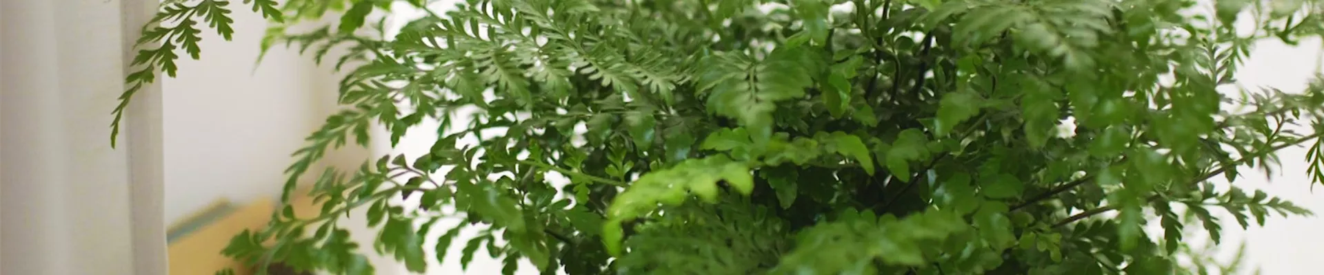 Nestfarn - Einpflanzen in ein Gefäss (thumbnail) Nestfarn - Einpflanzen in ein Gefäss (thumbnail)