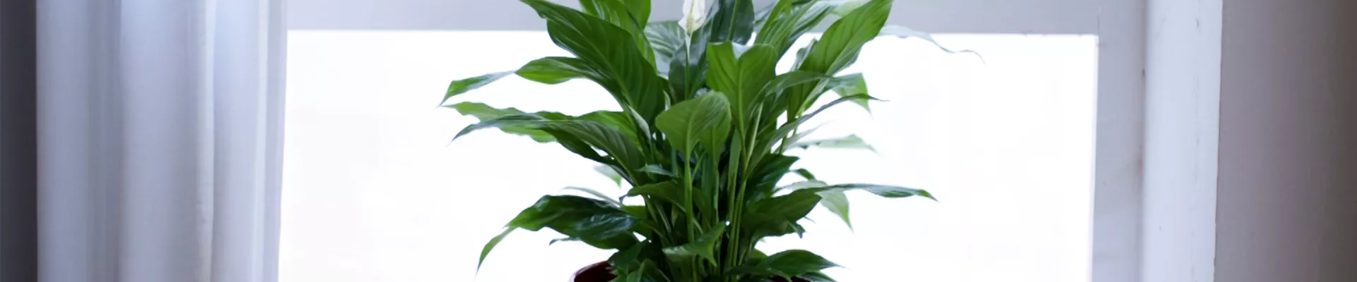 Scheidenblatt - Einpflanzen in ein Gefäss