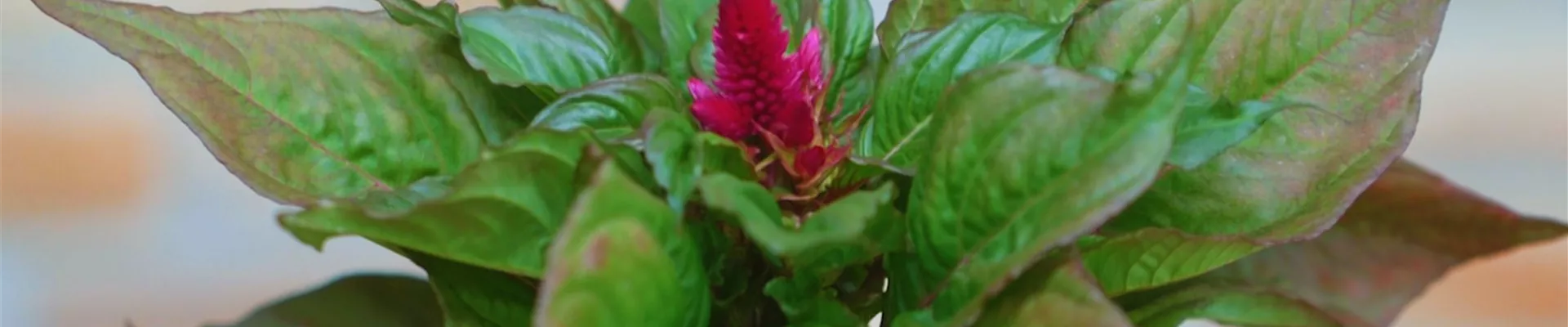 Silberbrandschopf - Einpflanzen in ein Gefäss (Thumbnail)