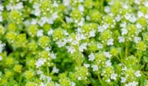 Thymian