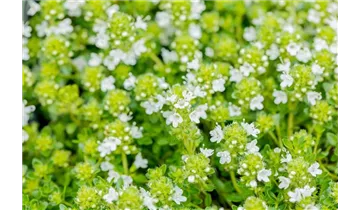 Thymian