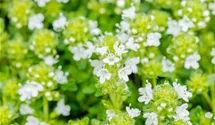 Thymian