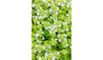Thymian