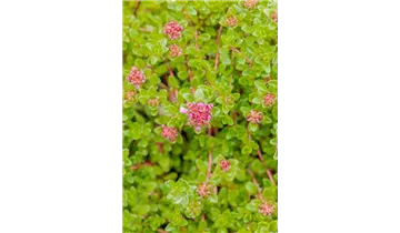 Thymian